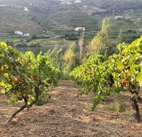 Weinregion Douro portugal
