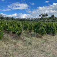 Weinregion Dão Portugal