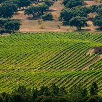 Região Vinícola do Alentejo  Portugal