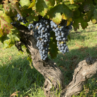Weinregion Beira Interior portugal